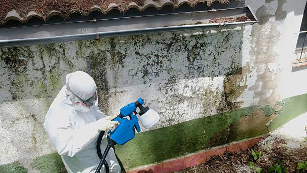 Mold Remediation service in Auburndale, Auburndale, MA